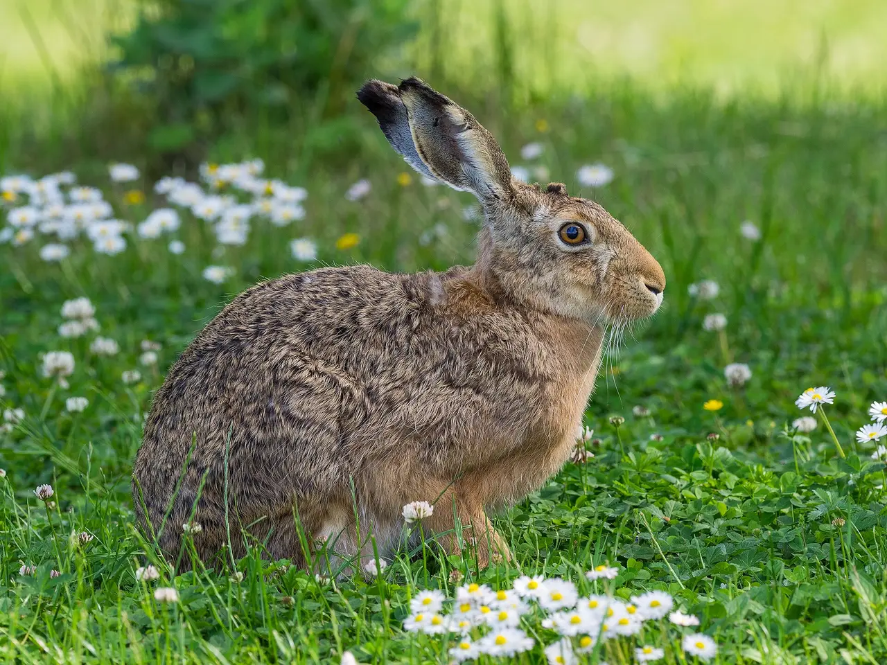Lièvre d'Europe dans une prairie fleurie, Vaxholm (Suède)