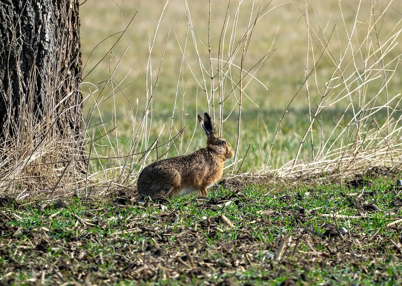 Lièvre d'Europe sauvage dans une prairie