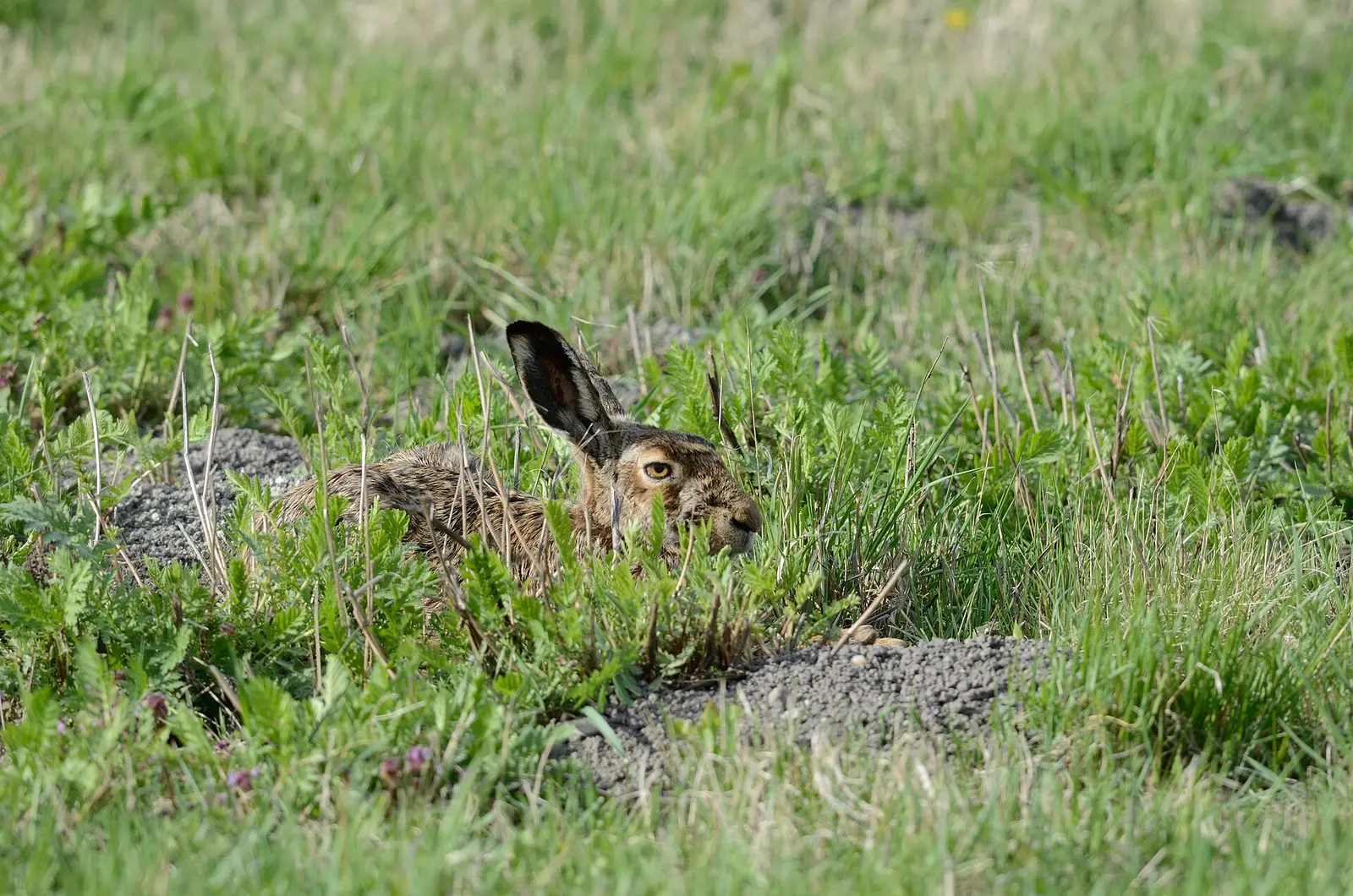 Lièvre d'Europe sauvage dans une plaine herbeuse