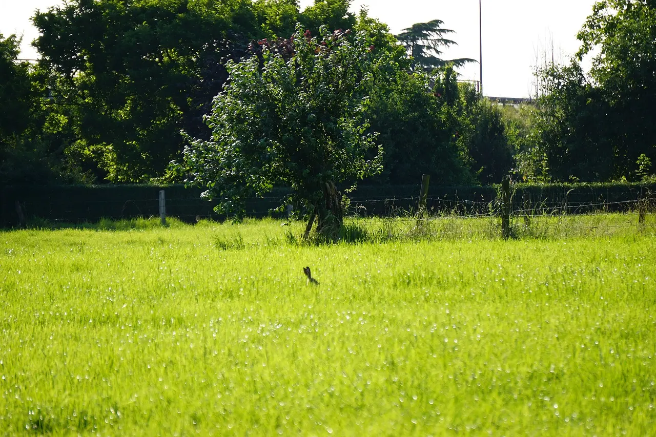 Lièvre d'Europe dans l'herbe d'un paysage agricole, Allemagne — photo d’illustration
