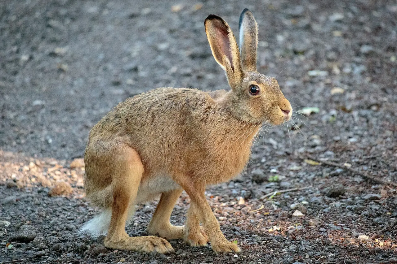 Lièvre d'Europe près de Gisselfeld (Danemark)