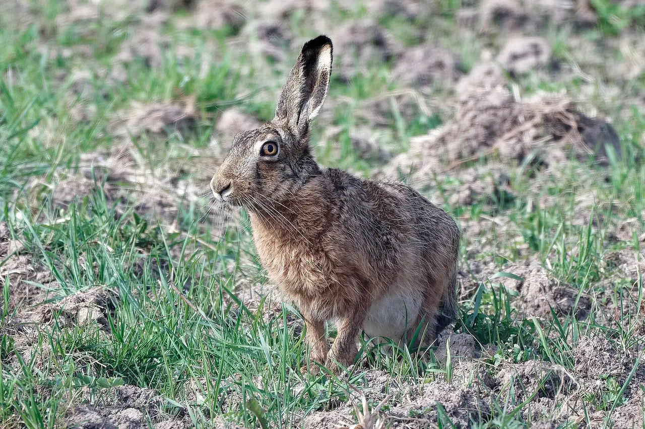 Lièvre d'Europe sauvage dans un champ