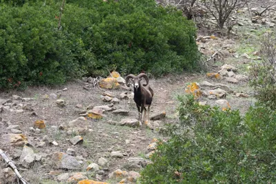 Mouflon méditerranéen (Ovis gmelini musimon), gibier à poil de repeuplement — élevage GIBIS, livraison dans le Var