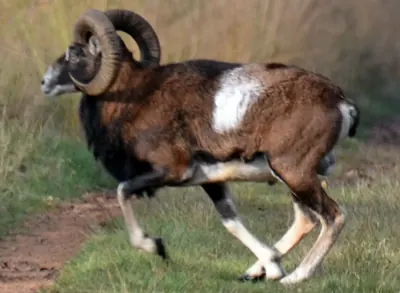 Mouflon méditerranéen de repeuplement, souche rustique — GIBIS livré dans l' Eure