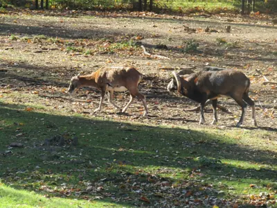 Photo de mouflon méditerranéen (Ovis gmelini musimon) — gibier à poil de chasse, GIBIS en Ariège