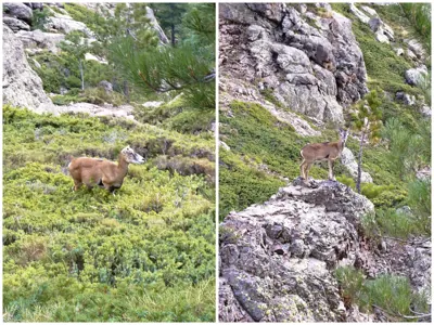 Mouflon méditerranéen (Ovis gmelini musimon), gibier à poil de repeuplement — élevage GIBIS, livraison dans l' Ain