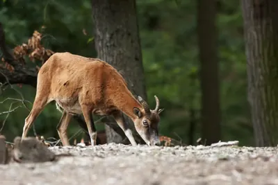Mouflon méditerranéen (Ovis gmelini musimon) — lâcher de repeuplement, élevage GIBIS dans l' Indre