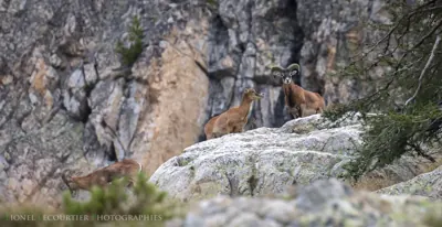 Photo de mouflon méditerranéen (Ovis gmelini musimon) — gibier à poil de chasse, GIBIS dans l' Yonne