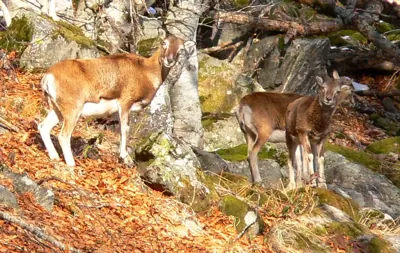Mouflon méditerranéen (Ovis gmelini musimon), gibier à poil de repeuplement — élevage GIBIS, livraison dans l' Allier