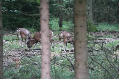 Photo de mouflon méditerranéen (Ovis gmelini musimon) — gibier à poil de chasse, GIBIS dans le Gers