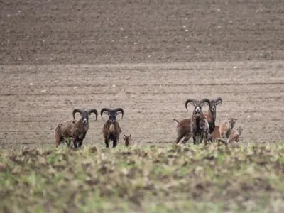 Photo de mouflon méditerranéen (Ovis gmelini musimon) — gibier à poil de chasse, GIBIS dans la Manche