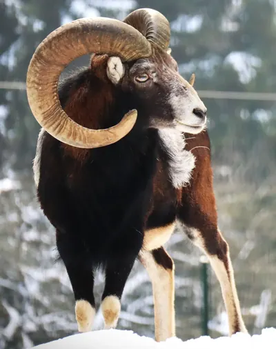 Mouflon méditerranéen (Ovis gmelini musimon) — lâcher de repeuplement, élevage GIBIS en Charente
