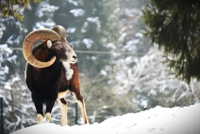 Photo de mouflon méditerranéen (Ovis gmelini musimon) — gibier à poil de chasse, GIBIS dans les Landes