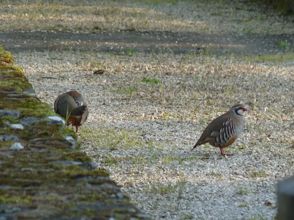 Perdrix rouge ou grise (Alectoris rufa / Perdix perdix), gibier à plume de repeuplement — élevage GIBIS, livraison dans le Jura