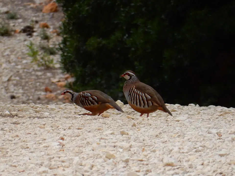 Photo de perdrix rouge ou grise (Alectoris rufa / Perdix perdix) — gibier à plume de chasse, GIBIS dans la Loire