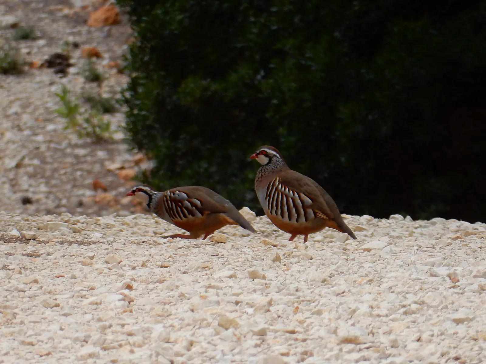 Photo de perdrix rouge ou grise (Alectoris rufa / Perdix perdix) — gibier à plume de chasse, GIBIS dans la Loire