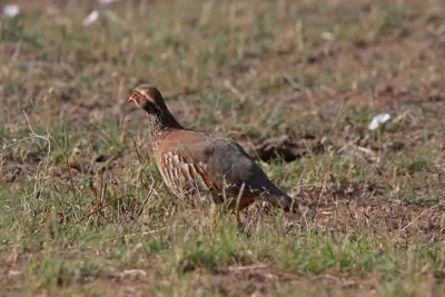 Perdrix rouge ou grise (Alectoris rufa / Perdix perdix), gibier à plume de repeuplement — élevage GIBIS, livraison dans le Cantal