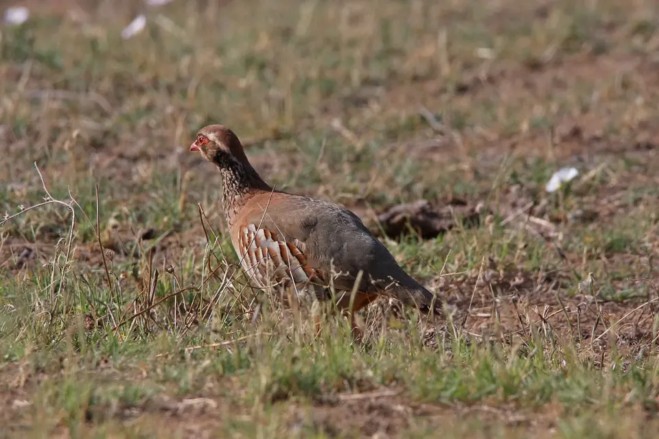Perdrix rouge ou grise (Alectoris rufa / Perdix perdix), gibier à plume de repeuplement — élevage GIBIS, livraison dans l' Yonne