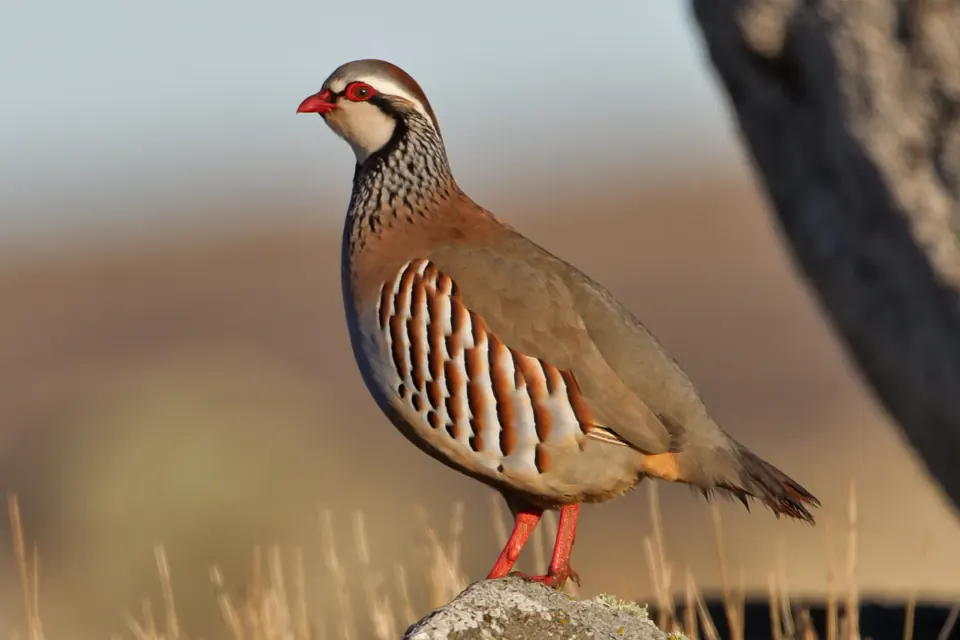 Perdrix rouge ou grise (Alectoris rufa / Perdix perdix), gibier à plume de repeuplement — élevage GIBIS, livraison dans l' Aisne