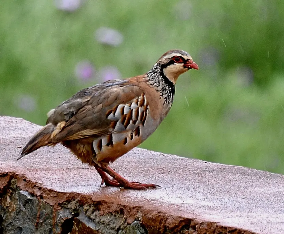 Perdrix rouge ou grise (Alectoris rufa / Perdix perdix), gibier à plume de repeuplement — élevage GIBIS, livraison dans l' Essonne