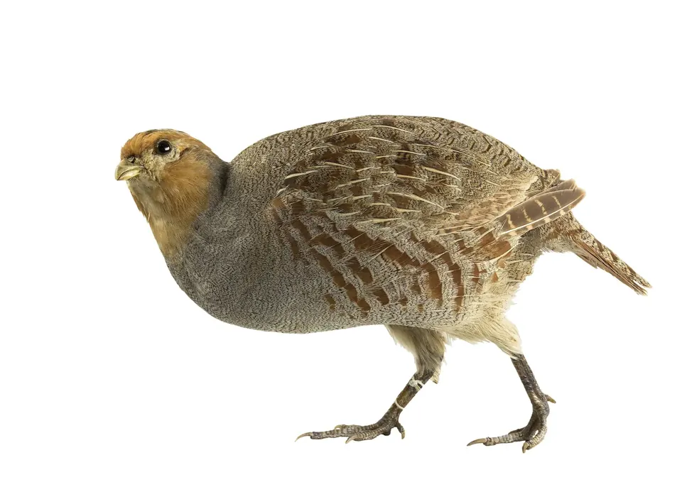 Photo de perdrix rouge ou grise (Alectoris rufa / Perdix perdix) — gibier à plume de chasse, GIBIS dans le Lot
