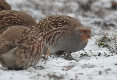 Perdrix rouge ou grise (Alectoris rufa / Perdix perdix), gibier à plume de repeuplement — élevage GIBIS, livraison dans le Gers
