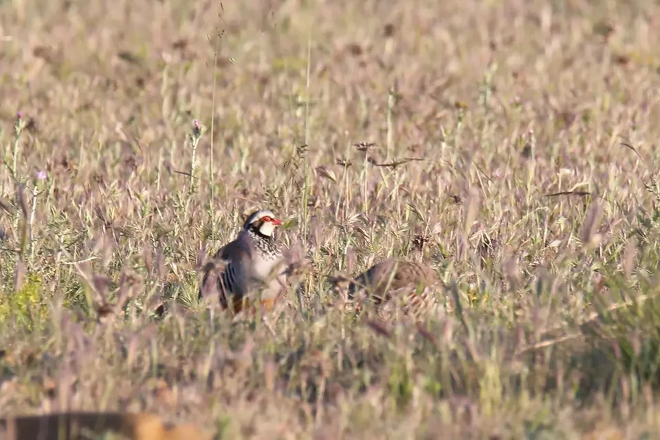 Perdrix rouge ou grise (Alectoris rufa / Perdix perdix), gibier à plume de repeuplement — élevage GIBIS, livraison dans l' Aube