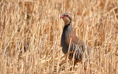 Perdrix rouge ou grise (Alectoris rufa / Perdix perdix) — lâcher de repeuplement, élevage GIBIS dans la Creuse