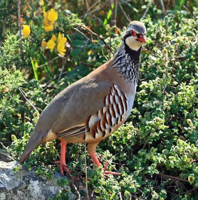 Perdrix rouge ou grise (Alectoris rufa / Perdix perdix) — lâcher de repeuplement, élevage GIBIS dans les Landes