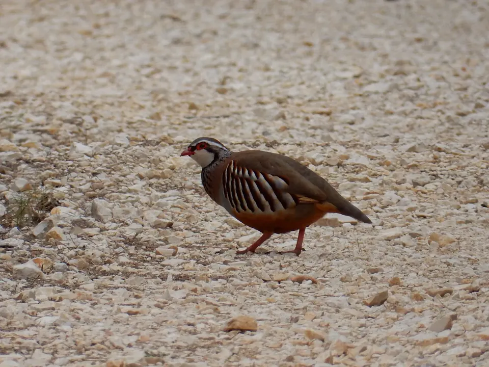 Perdrix rouge ou grise (Alectoris rufa / Perdix perdix), gibier à plume de repeuplement — élevage GIBIS, livraison dans le Gard