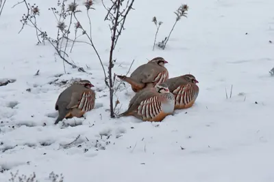 Perdrix rouge ou grise (Alectoris rufa / Perdix perdix) — lâcher de repeuplement, élevage GIBIS dans les Ardennes