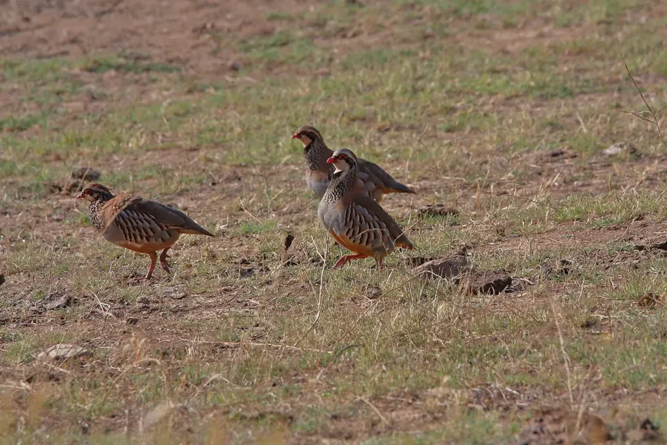 Perdrix rouge ou grise (Alectoris rufa / Perdix perdix), gibier à plume de repeuplement — élevage GIBIS, livraison en Moselle
