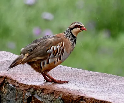 Perdrix rouge ou grise vivant pour ACCA et sociétés de chasse en Lozère — Alectoris rufa / Perdix perdix
