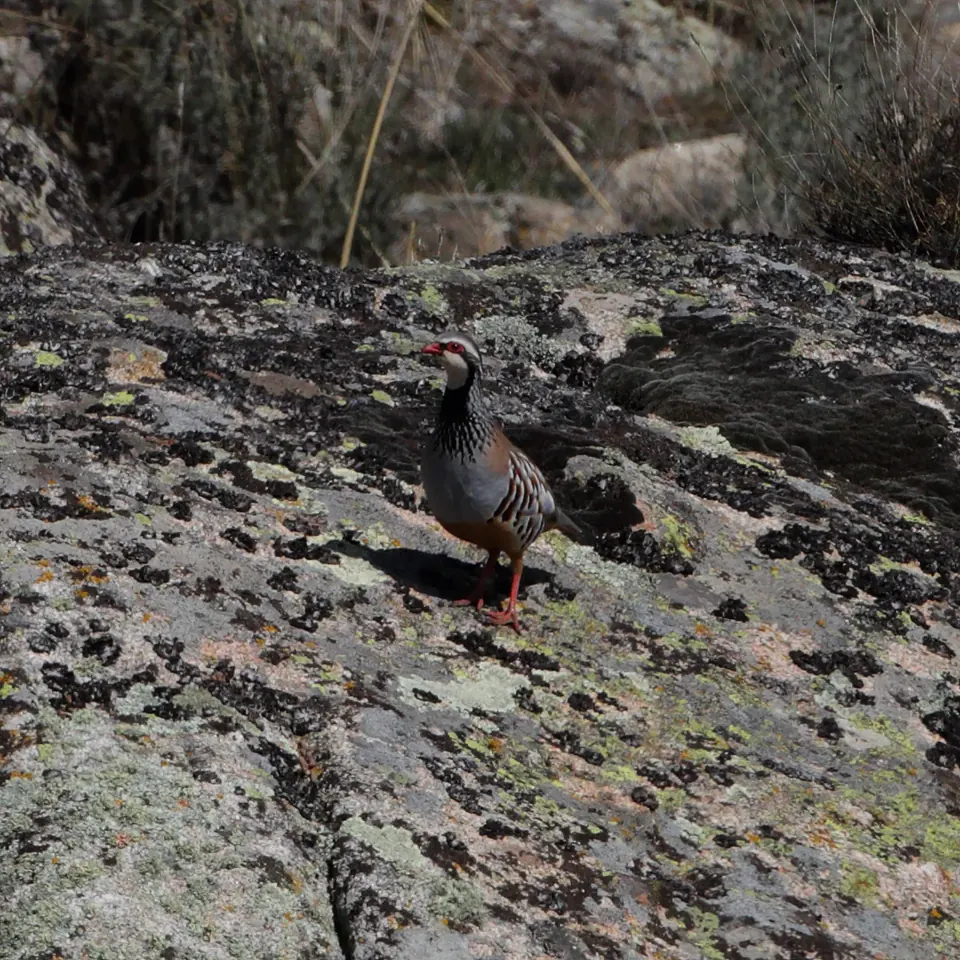 Perdrix rouge ou grise (Alectoris rufa / Perdix perdix), gibier à plume de repeuplement — élevage GIBIS, livraison dans la Nièvre
