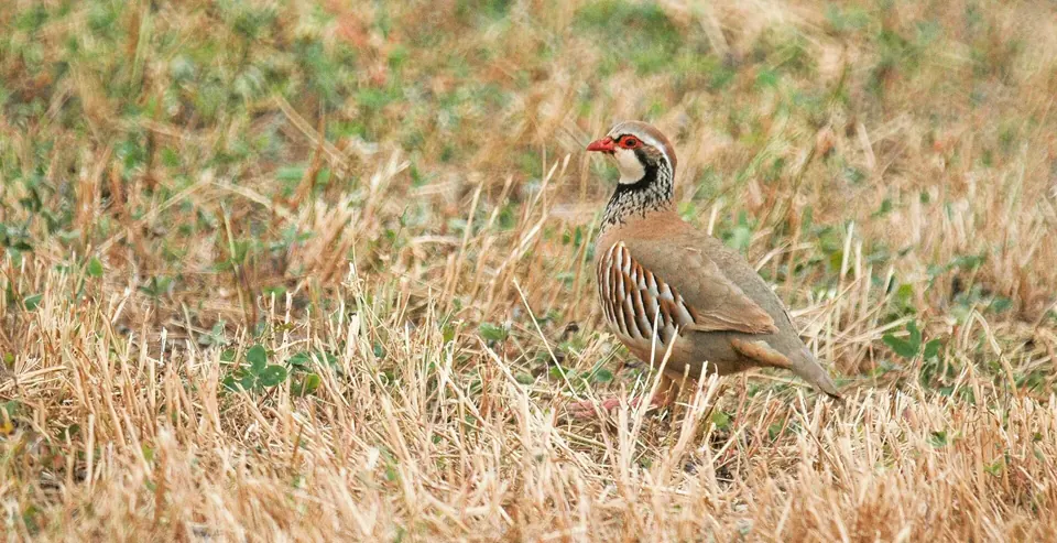 Perdrix rouge ou grise (Alectoris rufa / Perdix perdix), gibier à plume de repeuplement — élevage GIBIS, livraison dans le Var