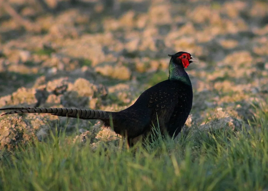 Faisan de type chinois