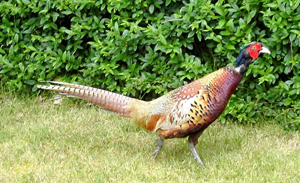 Faisan PUR CHASSE en vol