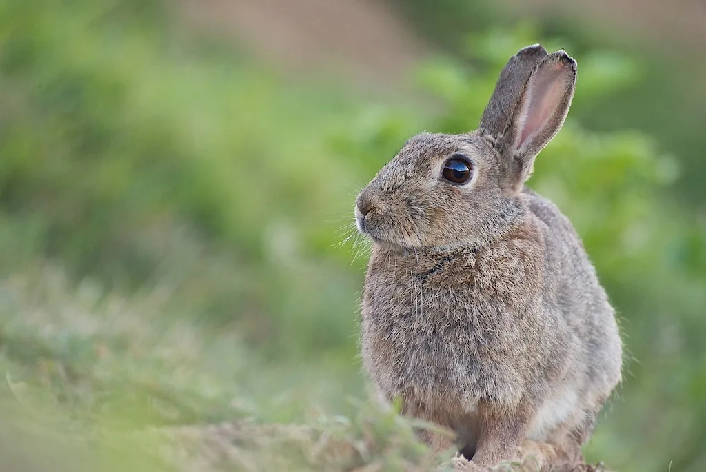 Lapin de garenne portrait