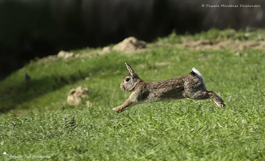 Lièvre en course