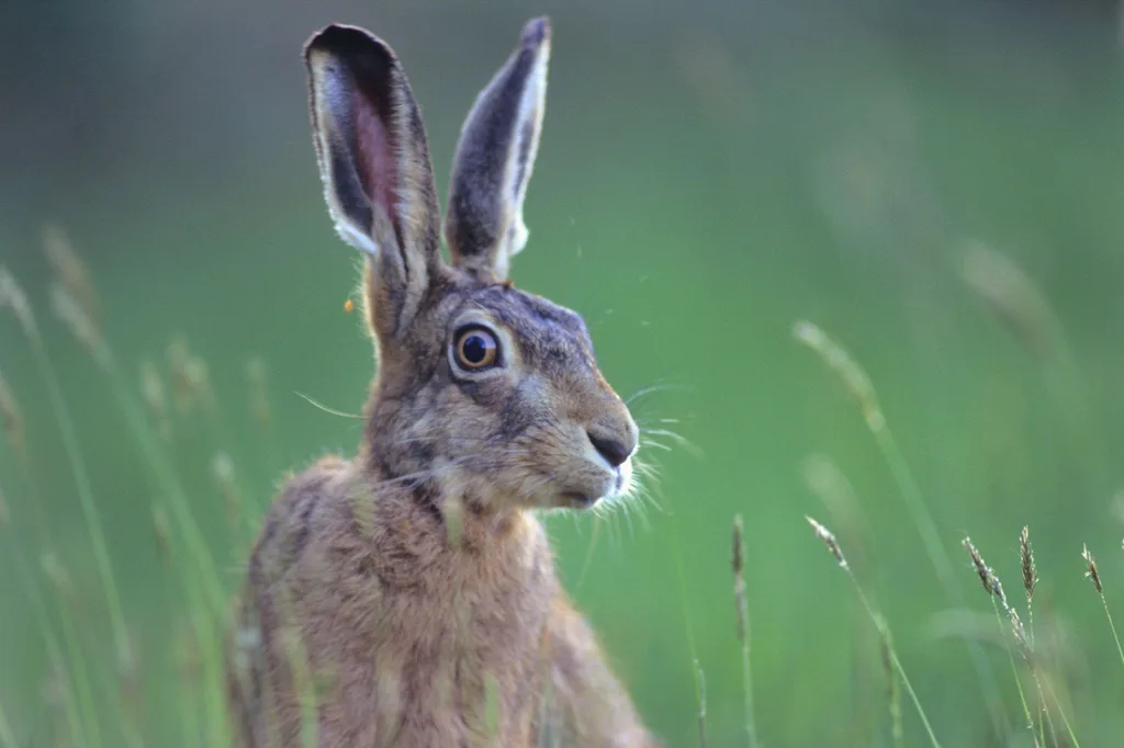 Lièvre dans les hautes herbes