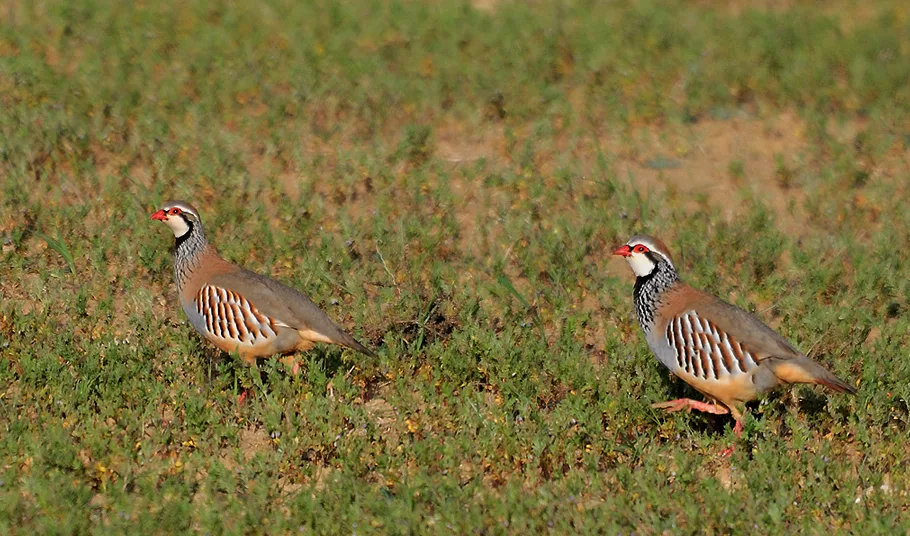 Couple de perdrix rouges