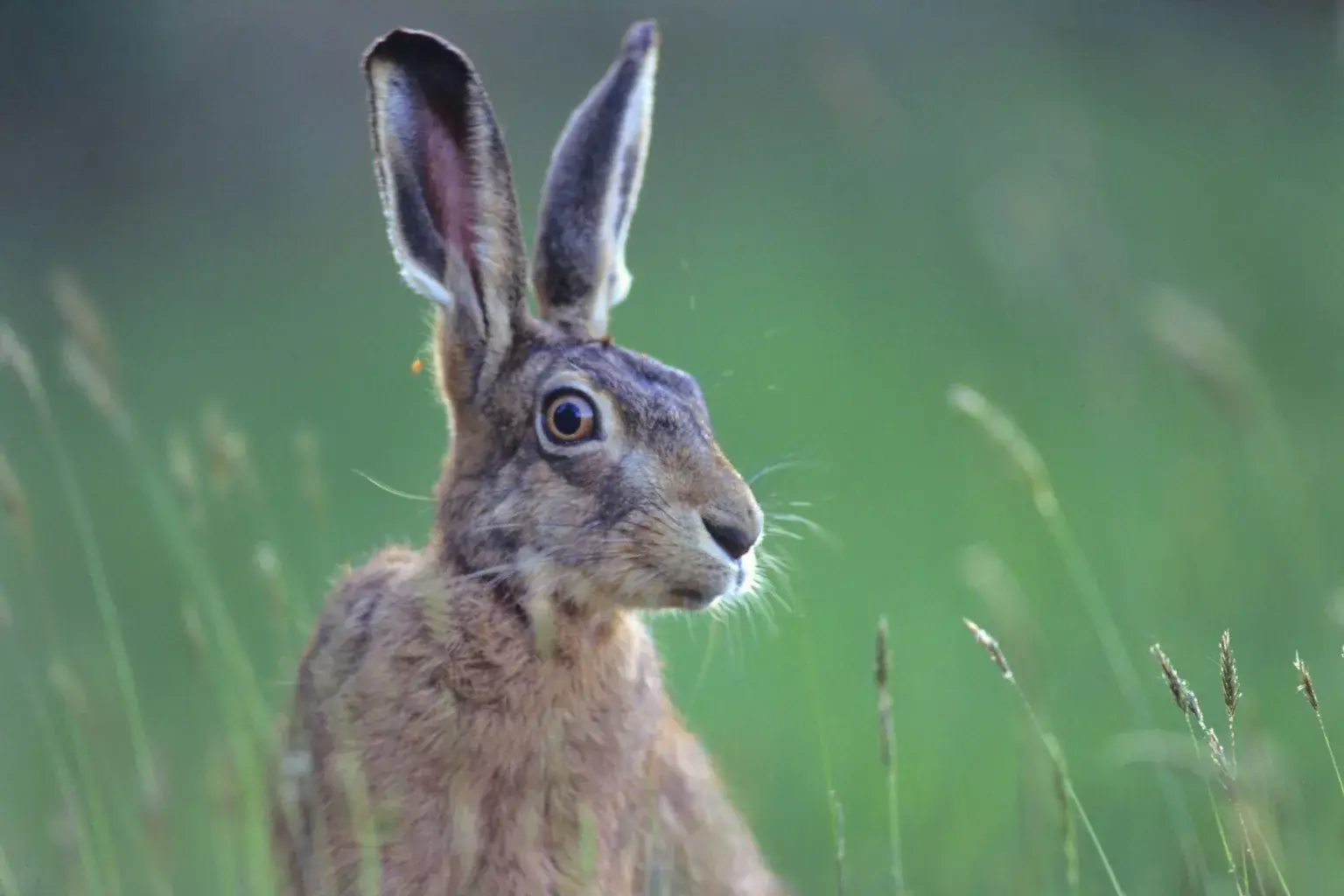 Wildfänge — Hasen