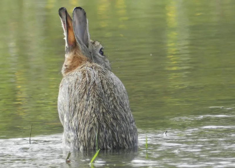 الأرانب البرية الهنغارية وأوروبا الوسطى
